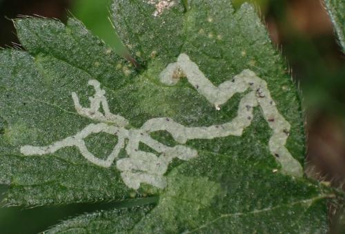 Réf. 336 597 : Phytomyza sp.